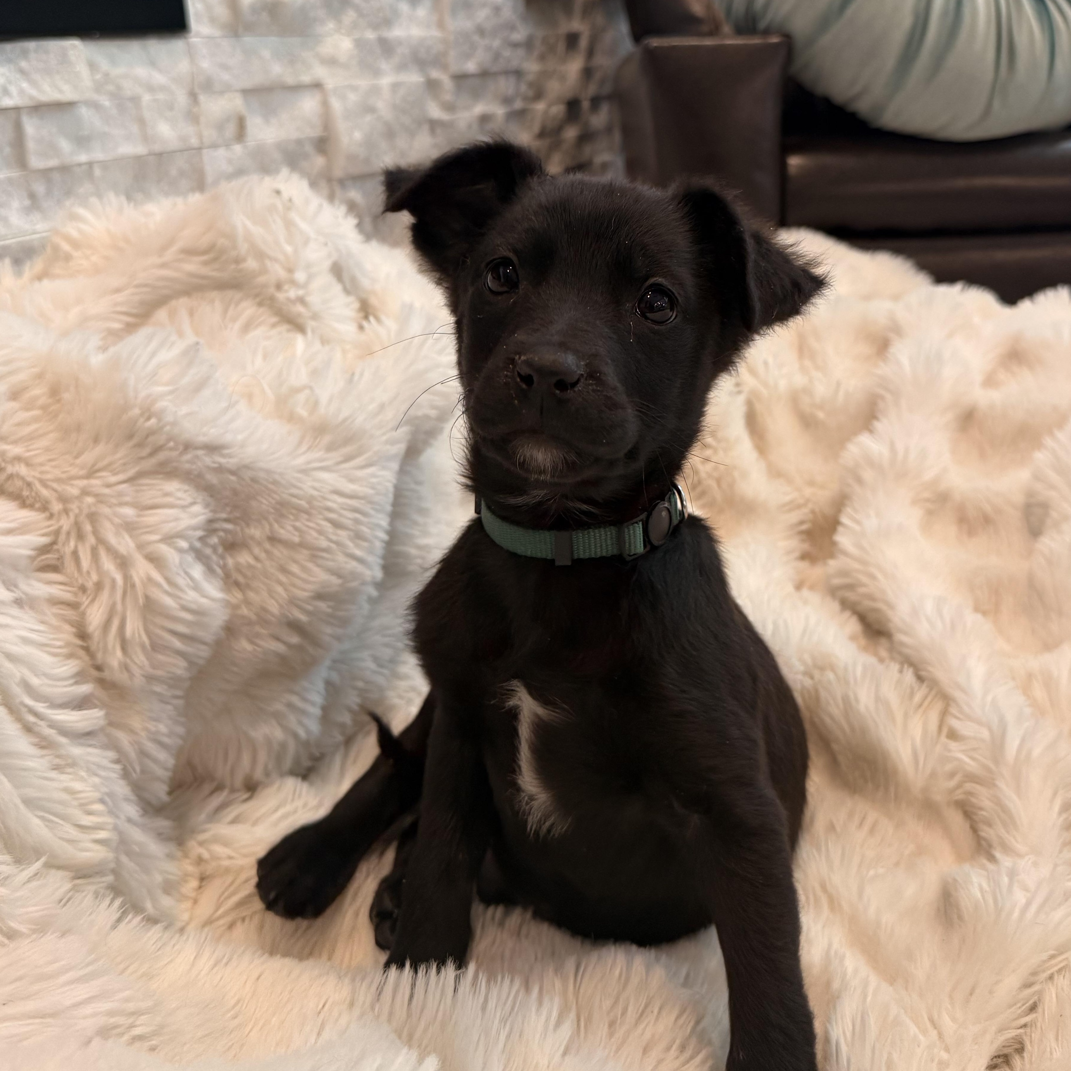 Teton, Adoptable, Puppy Male Mixed Breed.