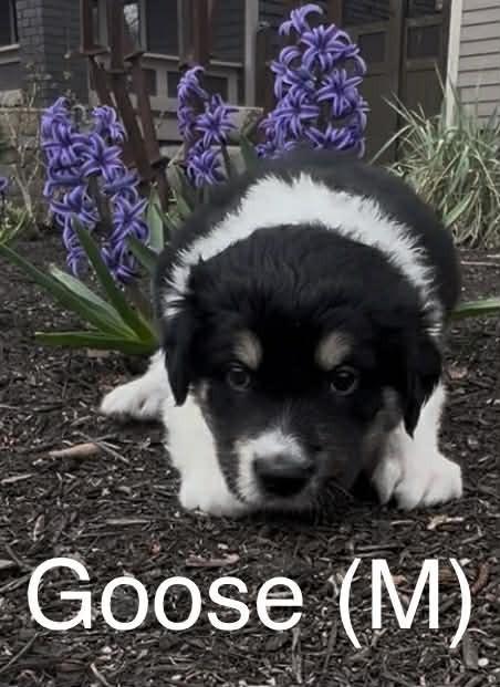 Goose (Truck Litter), Adoptable, Puppy Male Australian Shepherd.
