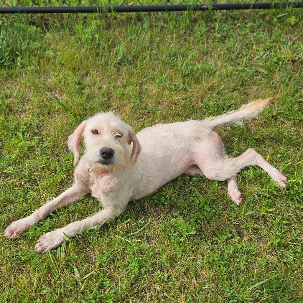 Pinky, adopted, Young Female Terrier & Standard Poodle.
