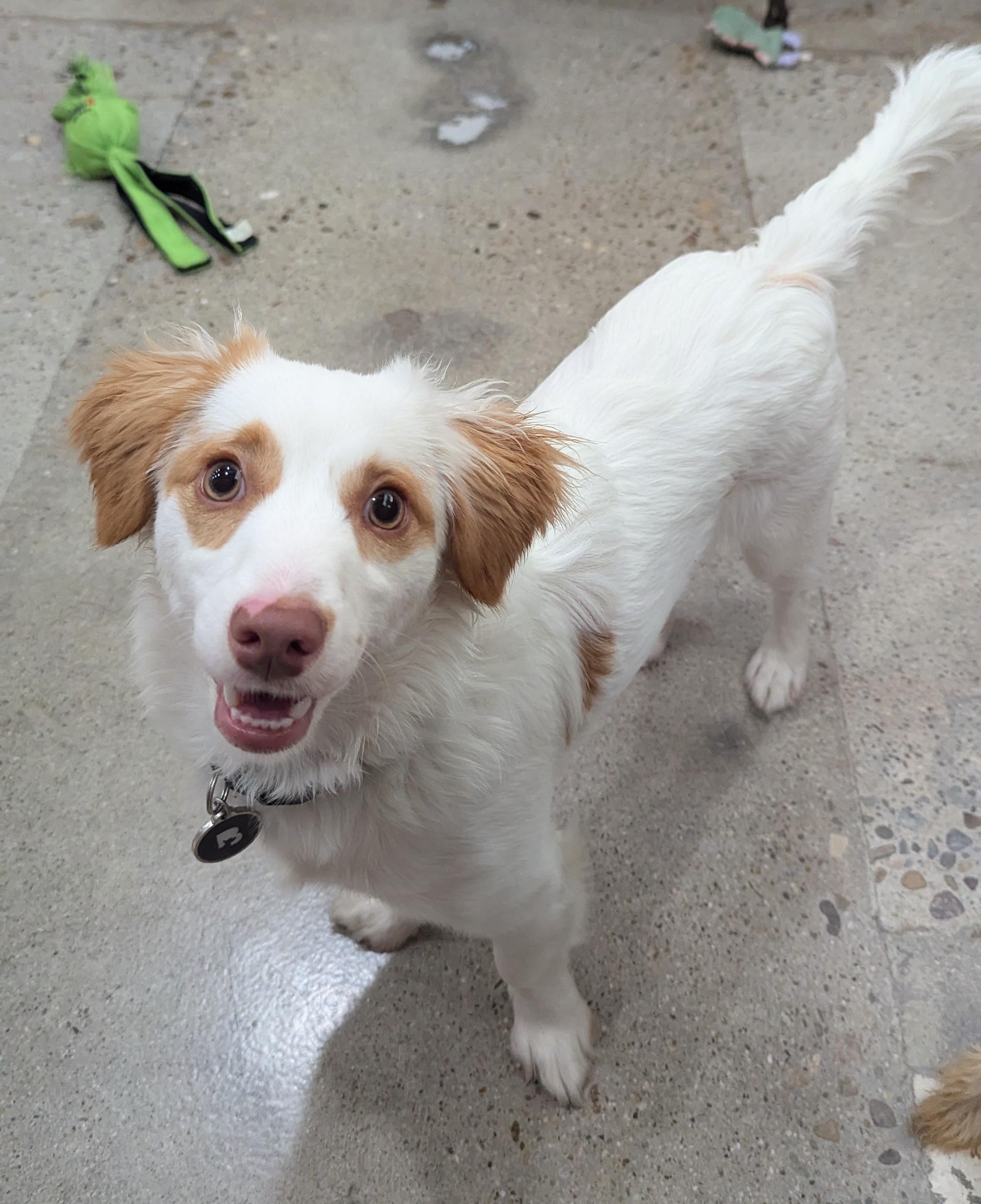 Joe Cocker Spaniel, a Adopted mixed breed in Thousand Oaks, CA image 1/5