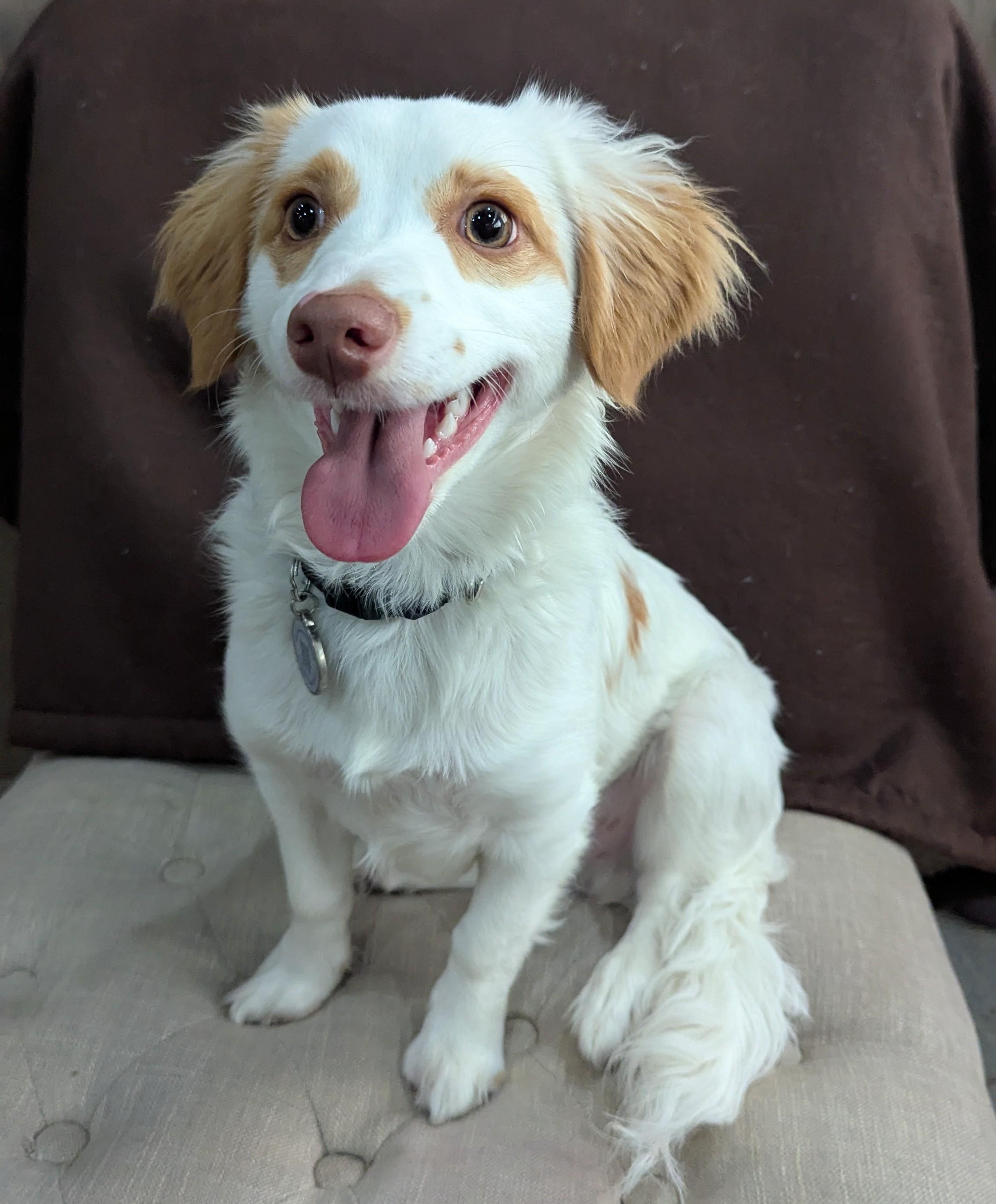 Joe Cocker Spaniel, a Adopted mixed breed in Thousand Oaks, CA image 2/5
