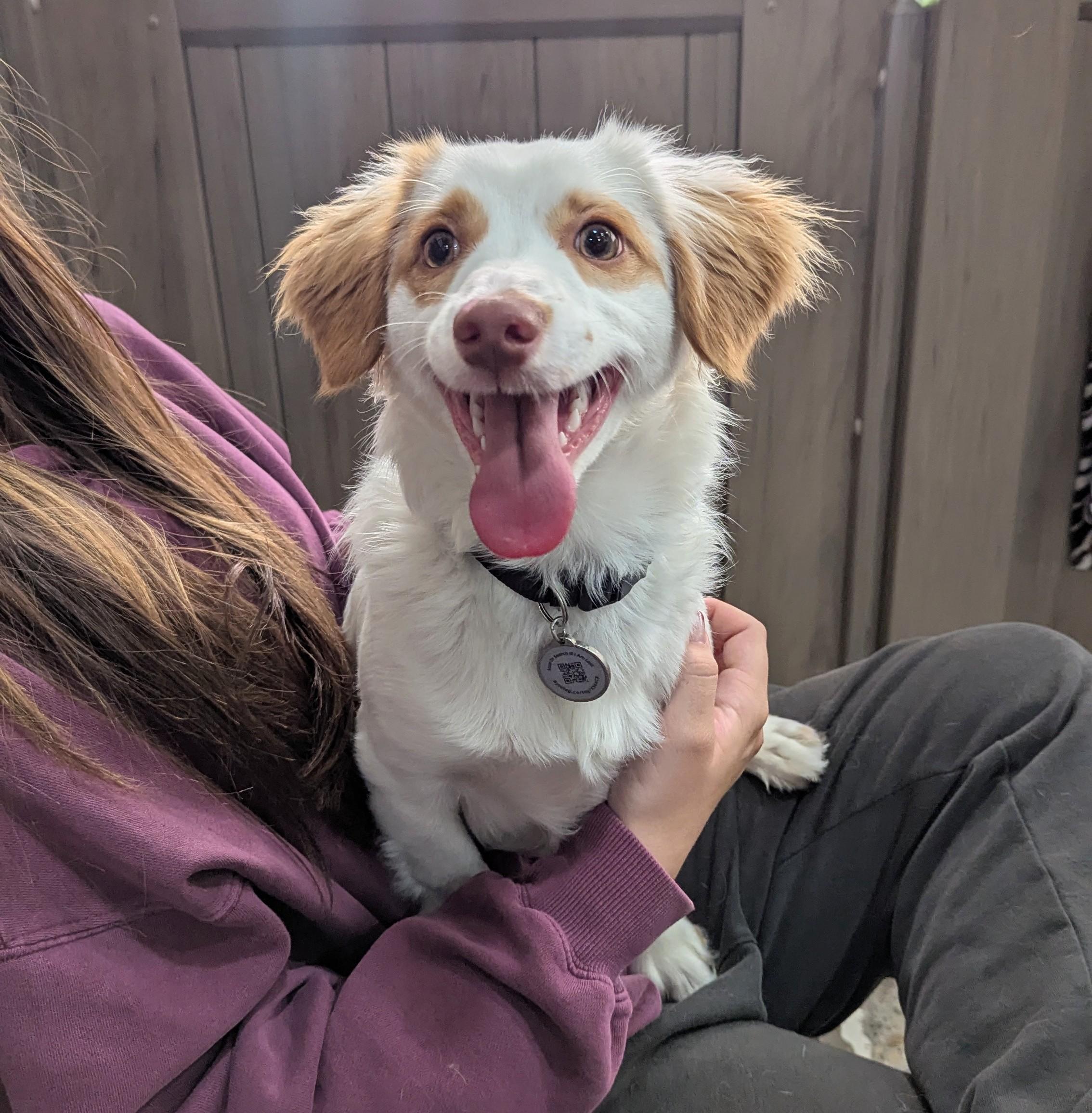 Joe Cocker Spaniel, a Adopted mixed breed in Thousand Oaks, CA image 3/5