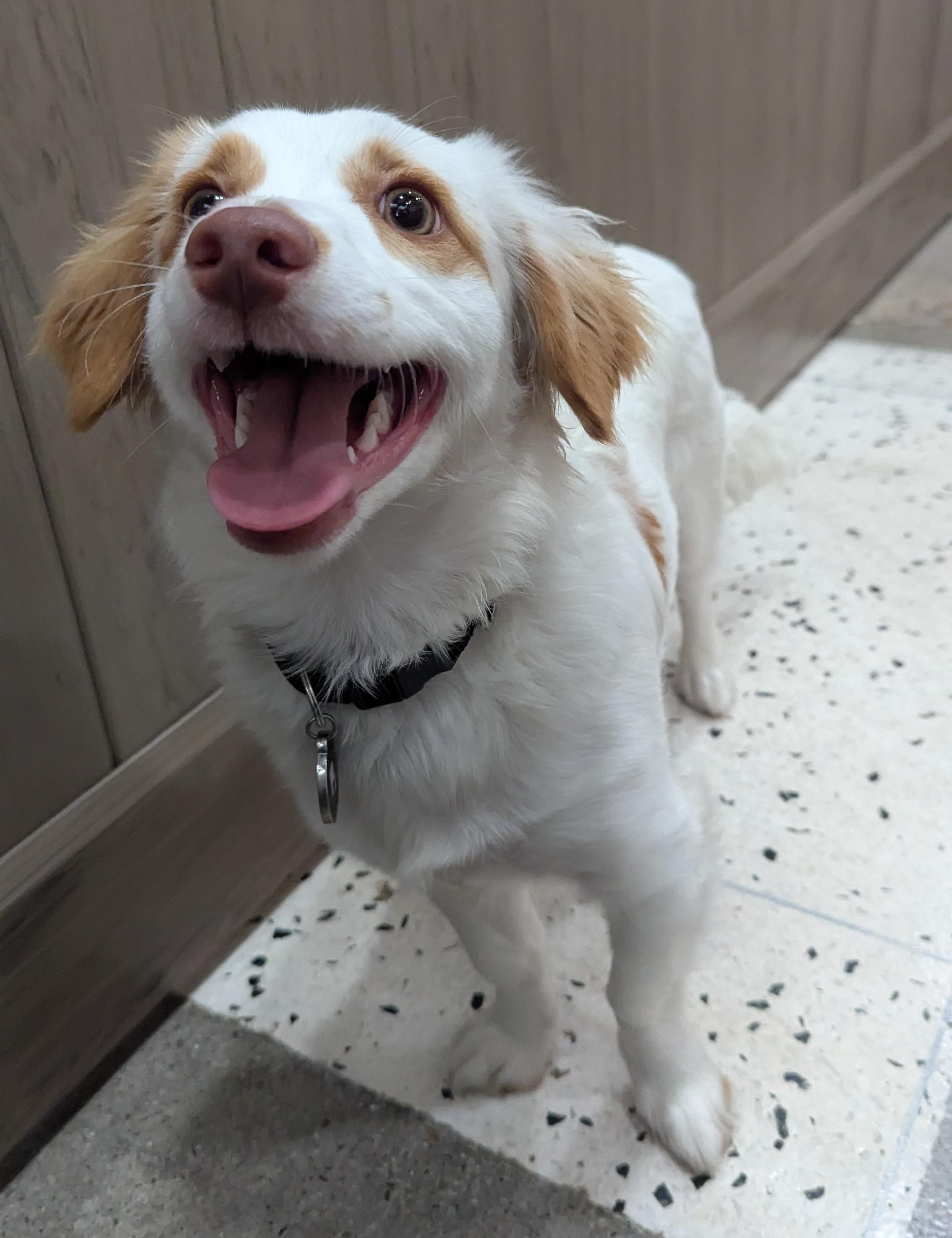 Joe Cocker Spaniel, a Adopted mixed breed in Thousand Oaks, CA image 4/5