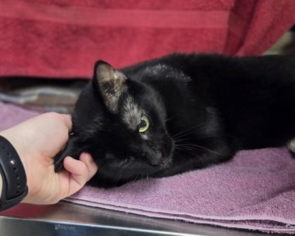 Enlarge Cat Woman, a Adoptable mixed breed in Westland, MI image 1/3