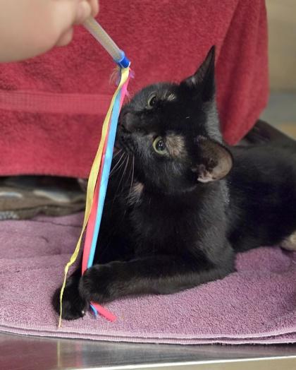 Enlarge Cat Woman, a Adoptable mixed breed in Westland, MI image 2/3