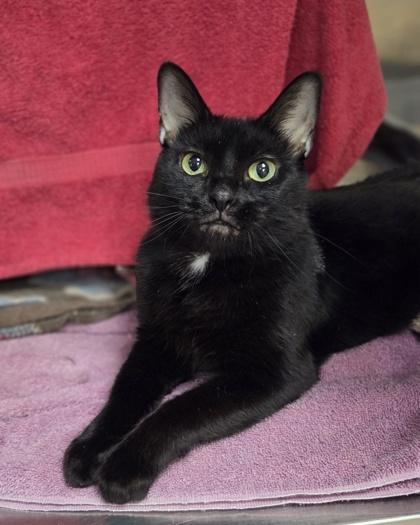 Enlarge Cat Woman, a Adoptable mixed breed in Westland, MI image 3/3