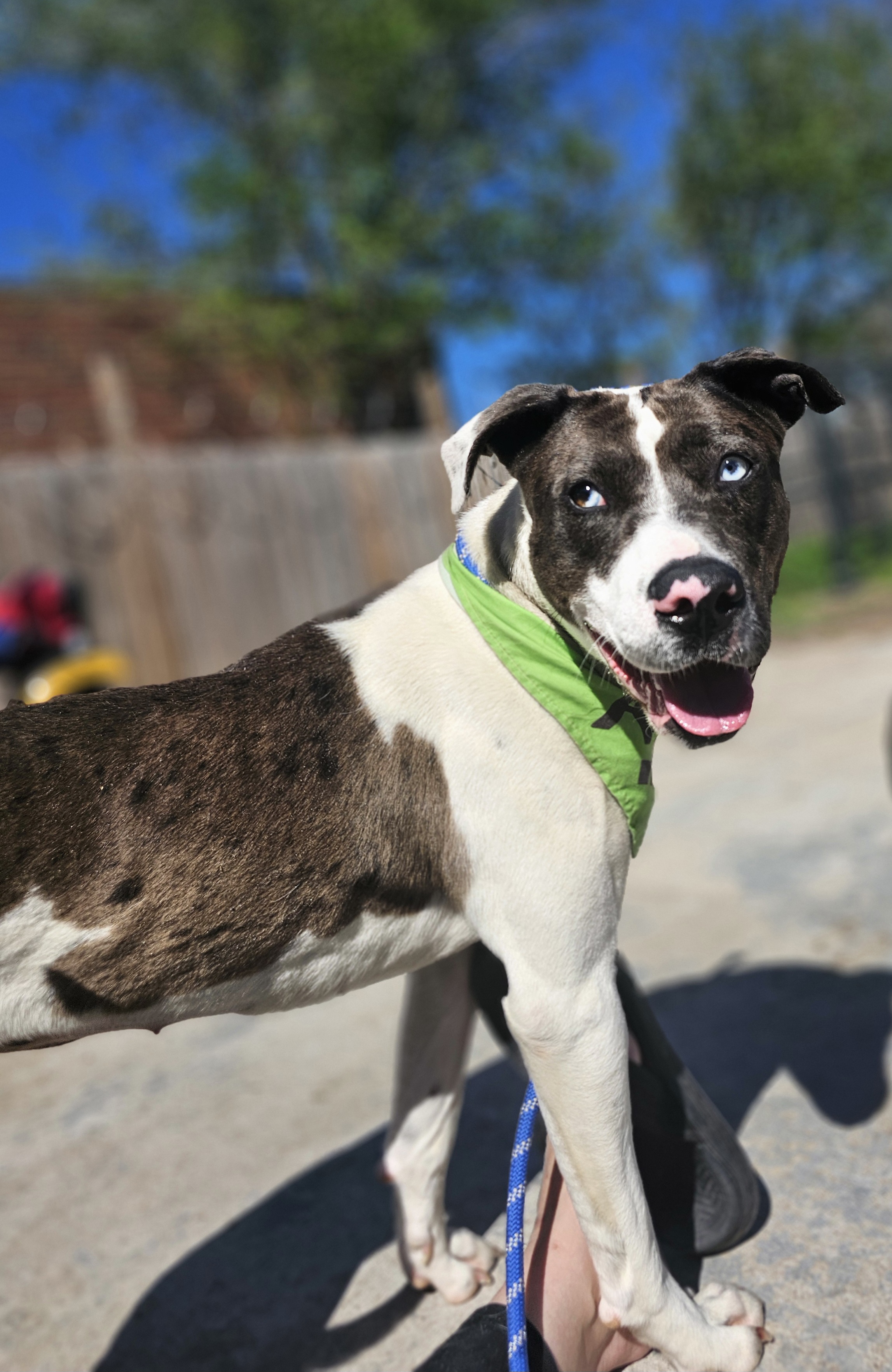 BILLIE JEAN, Adult Female Catahoula Leopard Dog