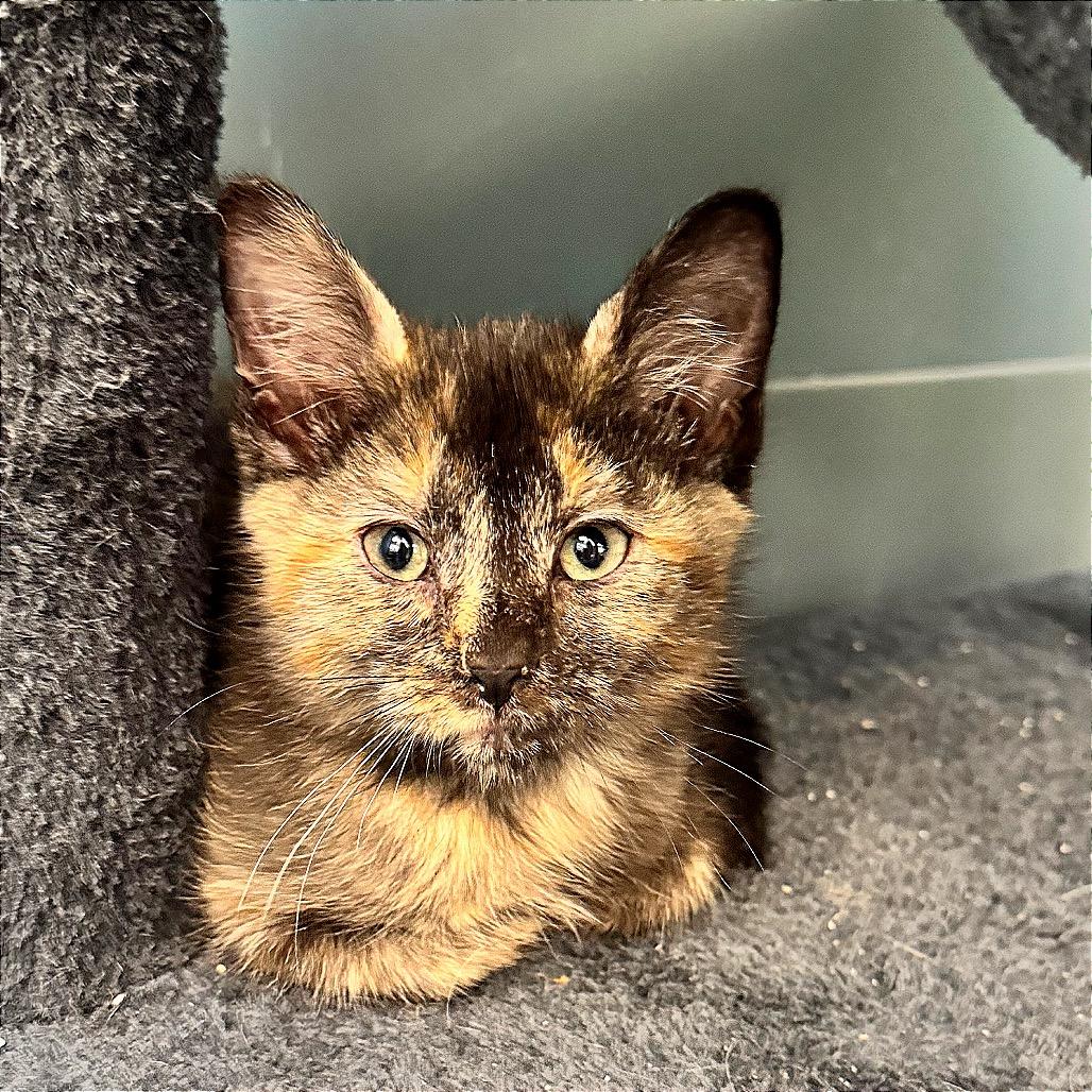 The Mad Hatter, Adoptable, Kitten Female Domestic Short Hair.