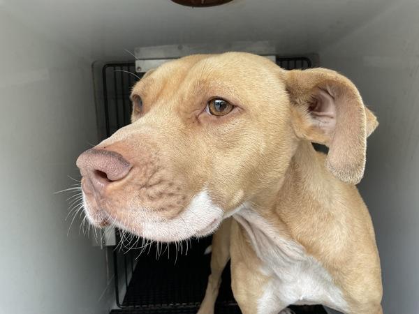 Sandy, Adoptable, Adult Female Terrier.