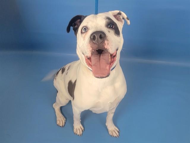 OREO, Adoptable, Adult Female Pit Bull Terrier & Boxer.