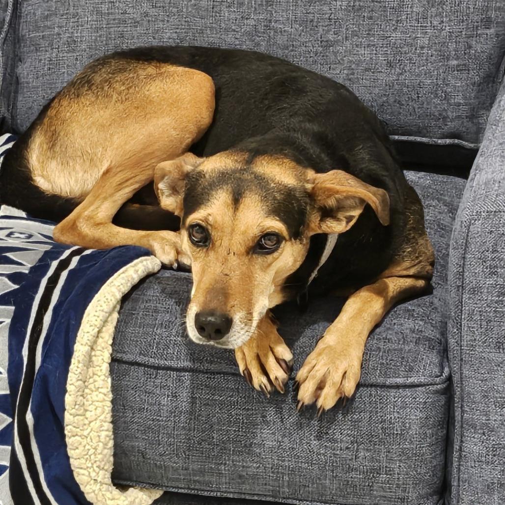 Enlarge Calixa, a Adoptable mixed breed in Englewood, FL image 1/3