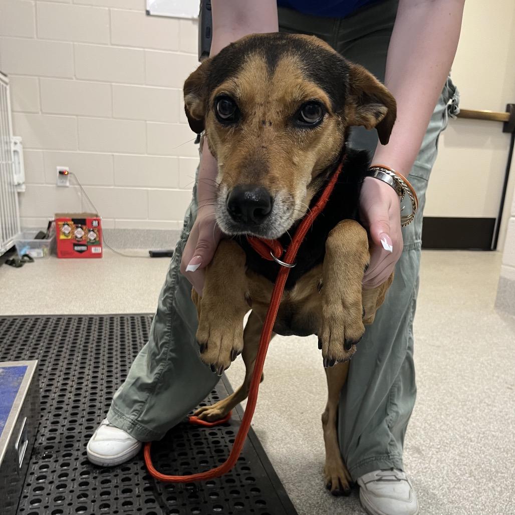 Calixa, Adoptable, Adult Female Mixed Breed & Mixed Breed.