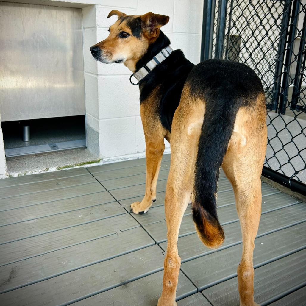 Enlarge Calixa, a Adoptable mixed breed in Englewood, FL image 3/5