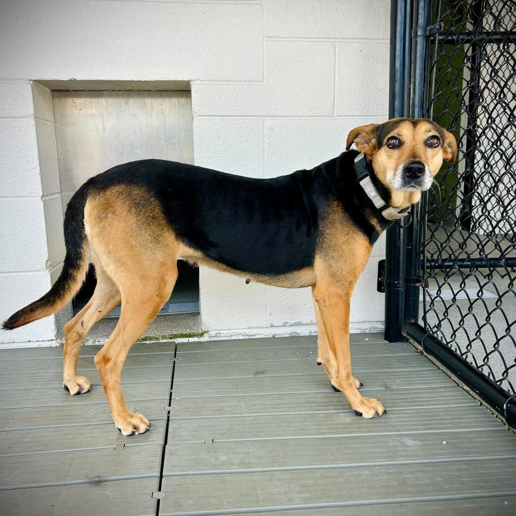 Enlarge Calixa, a Adoptable mixed breed in Englewood, FL image 4/5