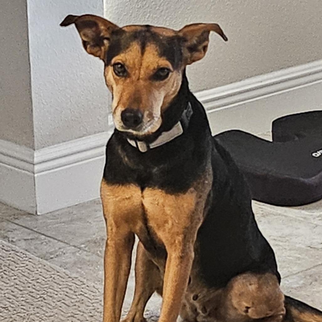 Enlarge Calixa, a Adoptable mixed breed in Englewood, FL image 3/3