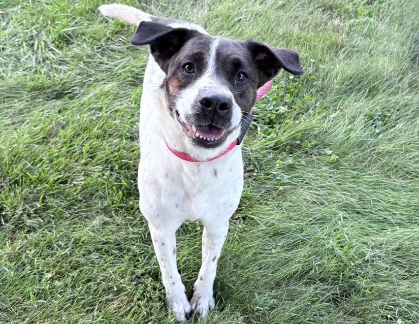 Enlarge Skye, a Adoptable mixed breed in Columbus, IN image 1/2