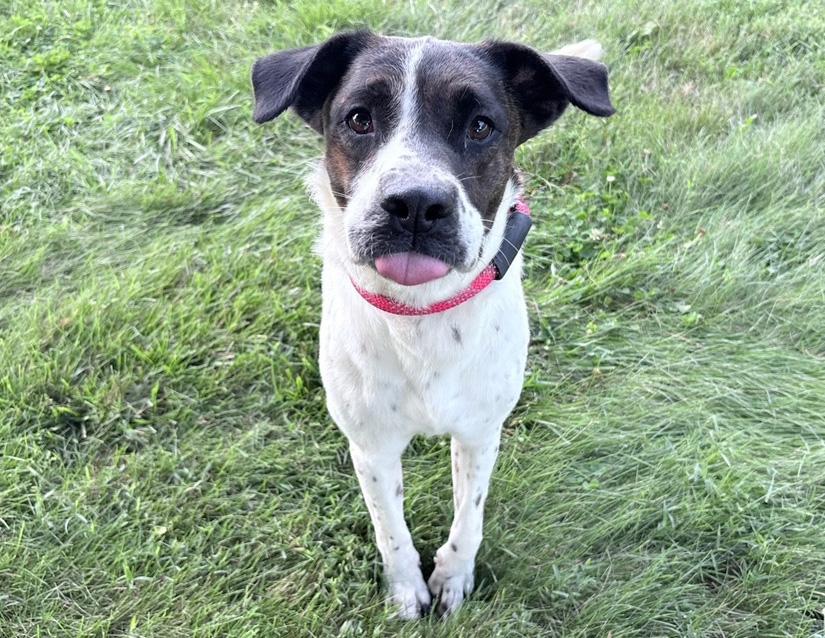 Enlarge Skye, a Adoptable mixed breed in Columbus, IN image 2/2