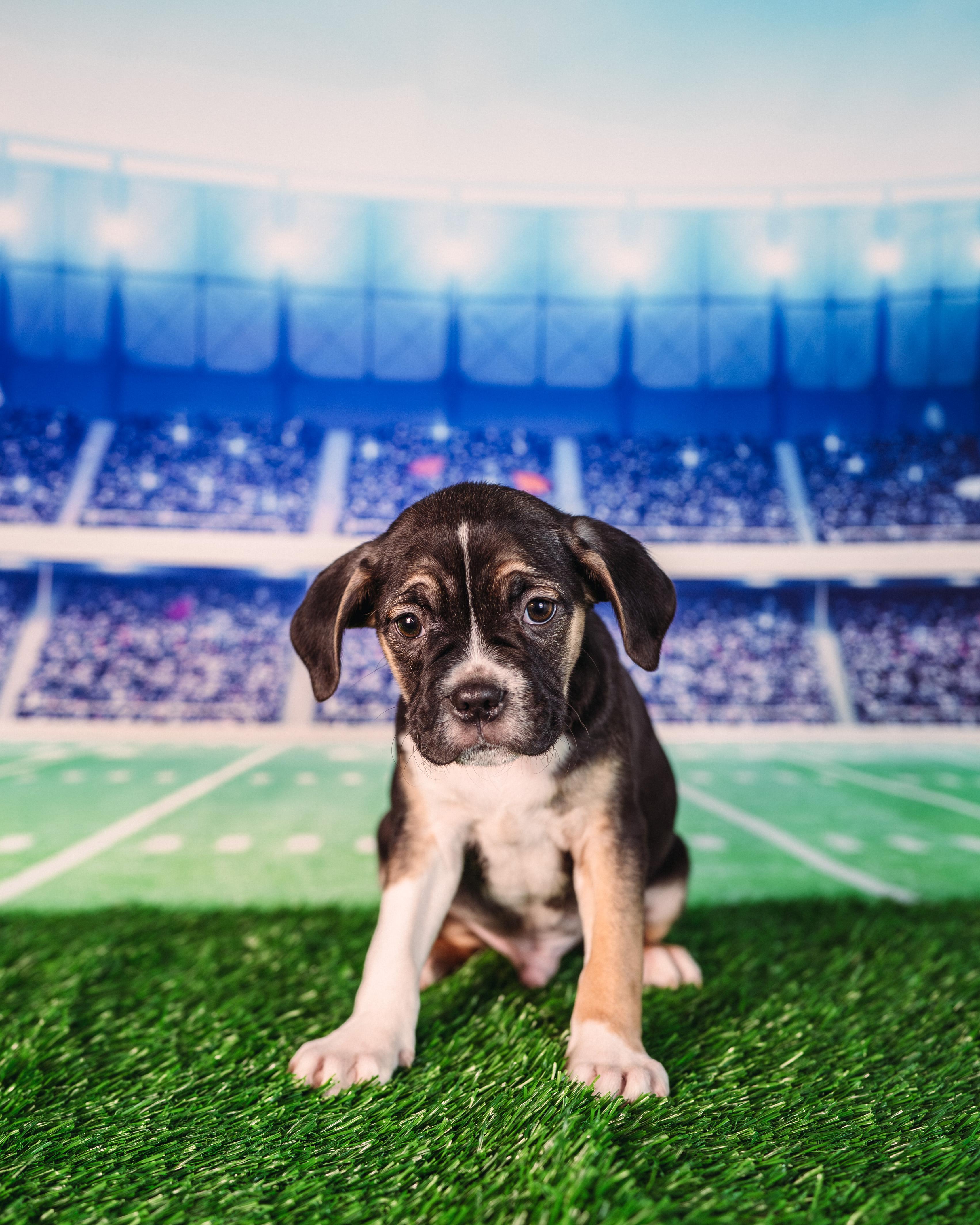 Diggs, adopted, Puppy Male Puggle & Boston Terrier.