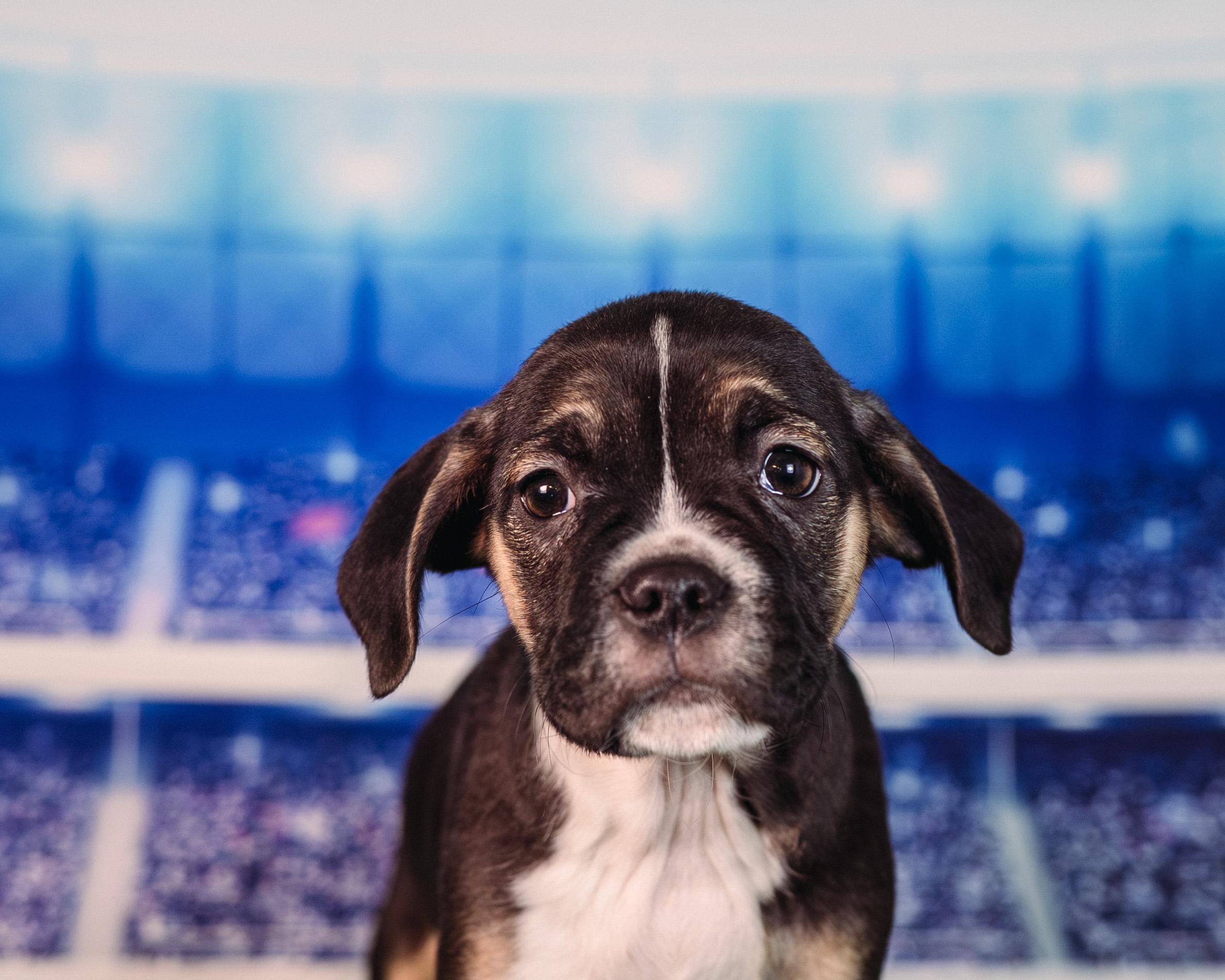 Enlarge Diggs, an adopted mixed breed in Avon, CT image 4/4