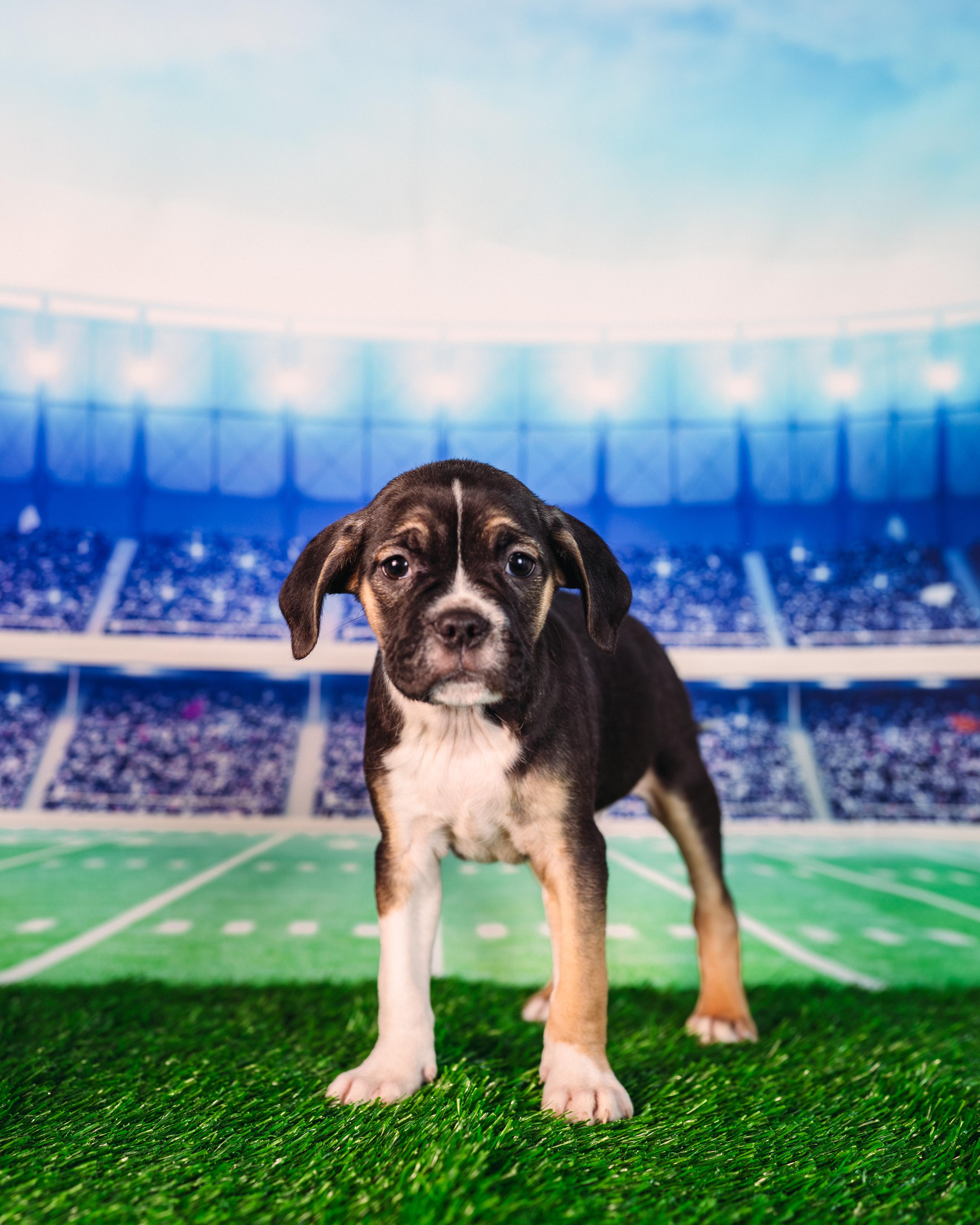 Enlarge Diggs, an adopted mixed breed in Avon, CT image 3/4