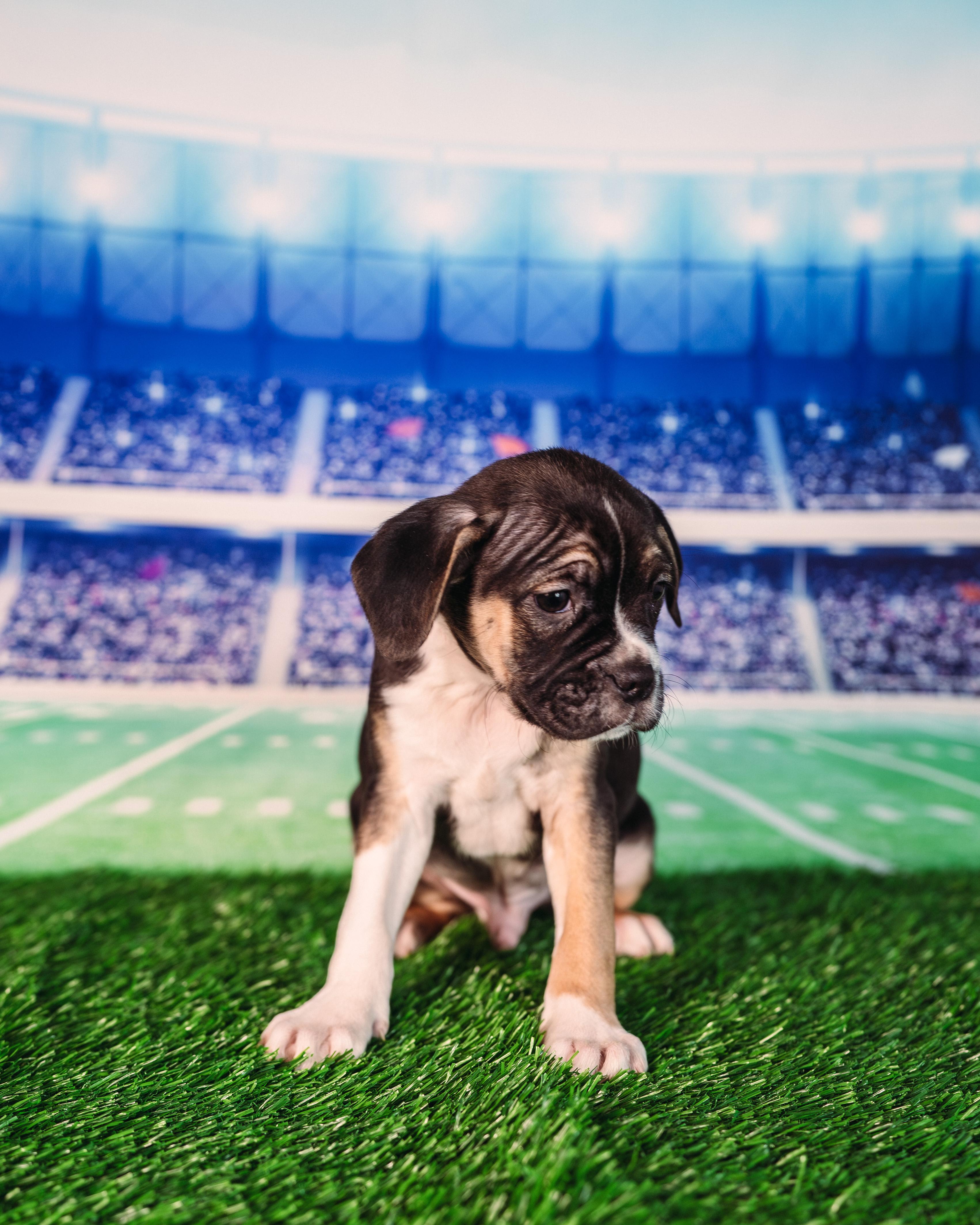 Enlarge Diggs, an adopted mixed breed in Avon, CT image 2/4