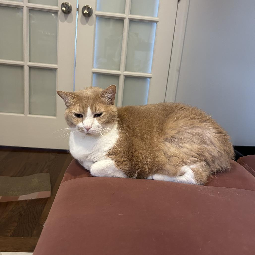 Toby, Adoptable, Senior Male Domestic Short Hair.