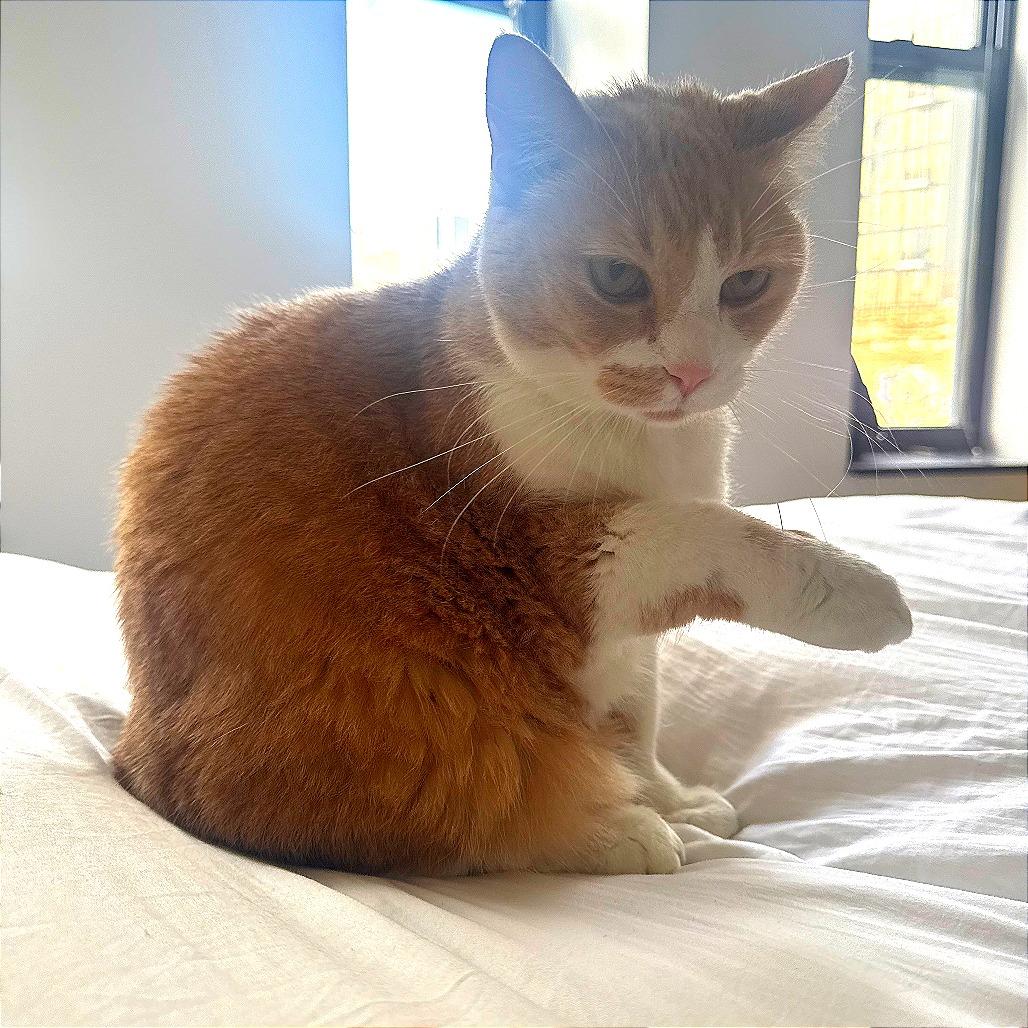 Enlarge Toby, a Adoptable Domestic Short Hair in New York, NY image 2/6