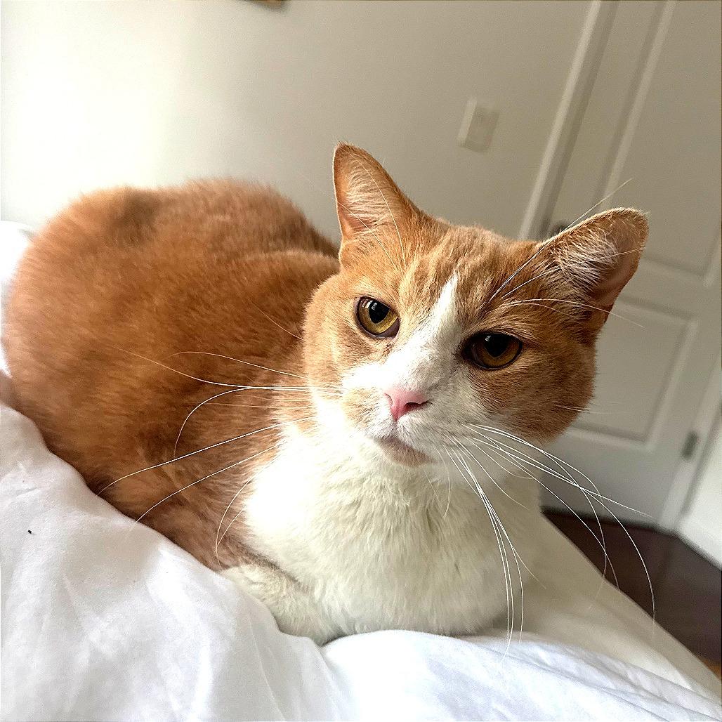 Enlarge Toby, a Adoptable Domestic Short Hair in New York, NY image 3/6