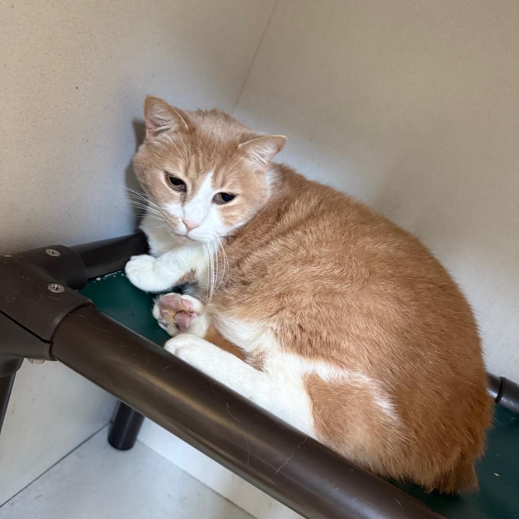 Enlarge Toby, a Adoptable Domestic Short Hair in New York, NY image 4/6
