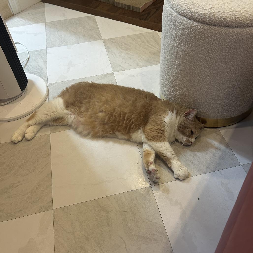 Enlarge Toby, a Adoptable Domestic Short Hair in New York, NY image 5/6