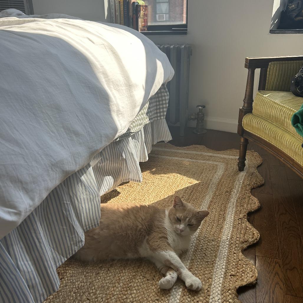 Enlarge Toby, a Adoptable Domestic Short Hair in New York, NY image 6/6