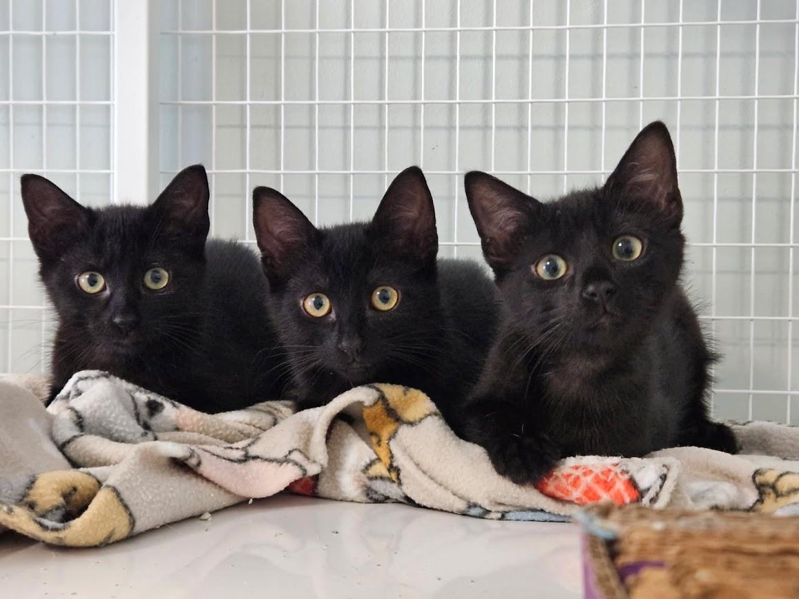 The Dragons (Toothless, Smaug, and Dragonfly), ADOPTABLE, Kitten Male Domestic Short Hair.