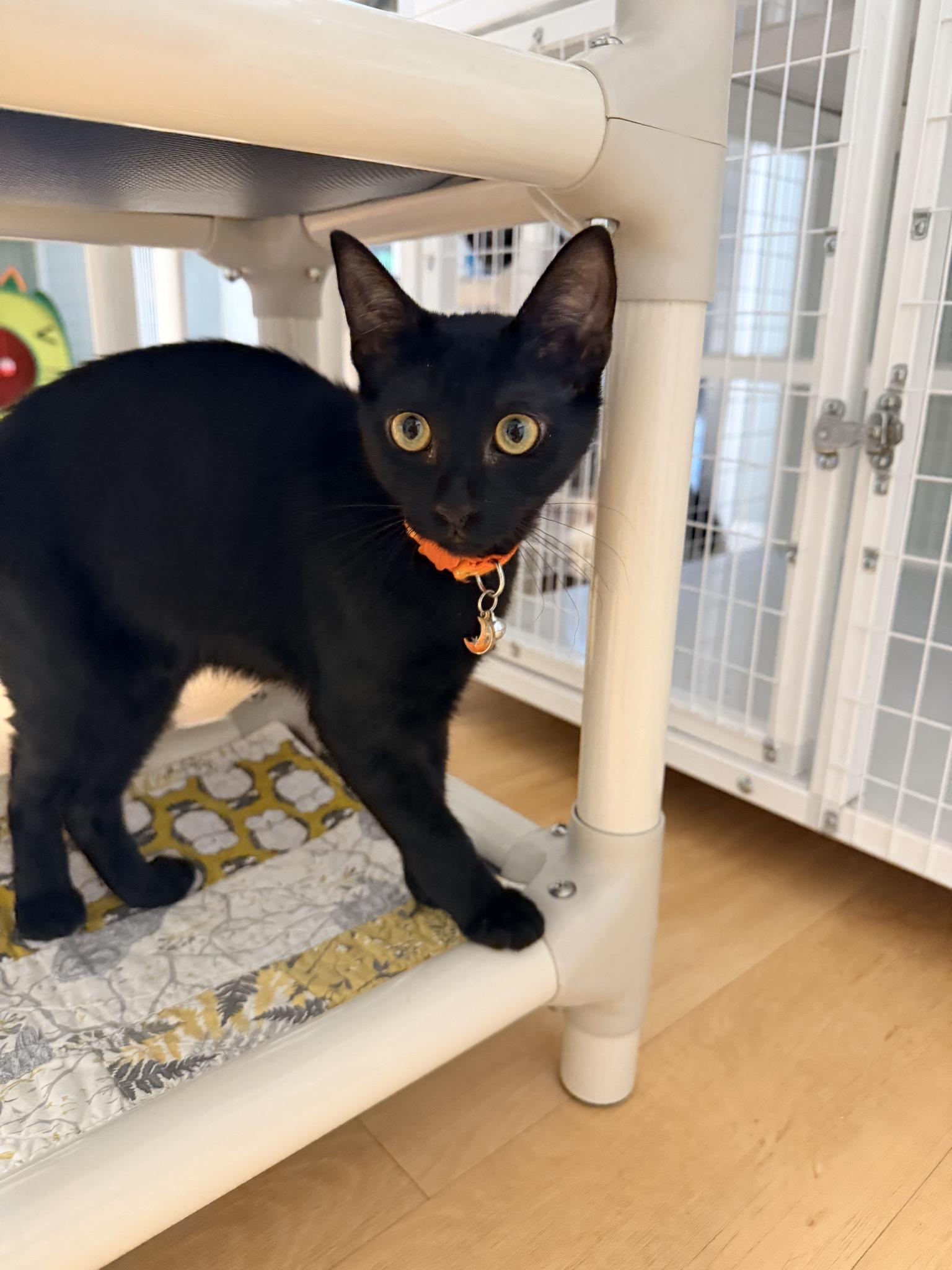 Toothless the Dragon, ADOPTABLE, Kitten Male Domestic Short Hair.
