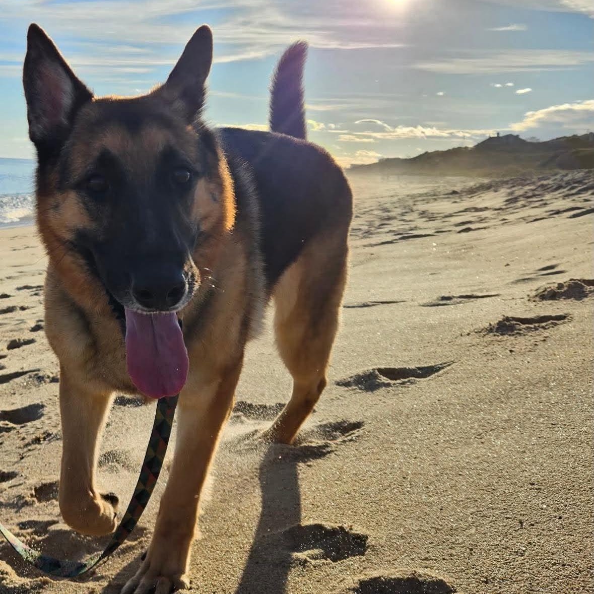 Enlarge Ares, an adopted German Shepherd Dog in Milton, MA image 3/4