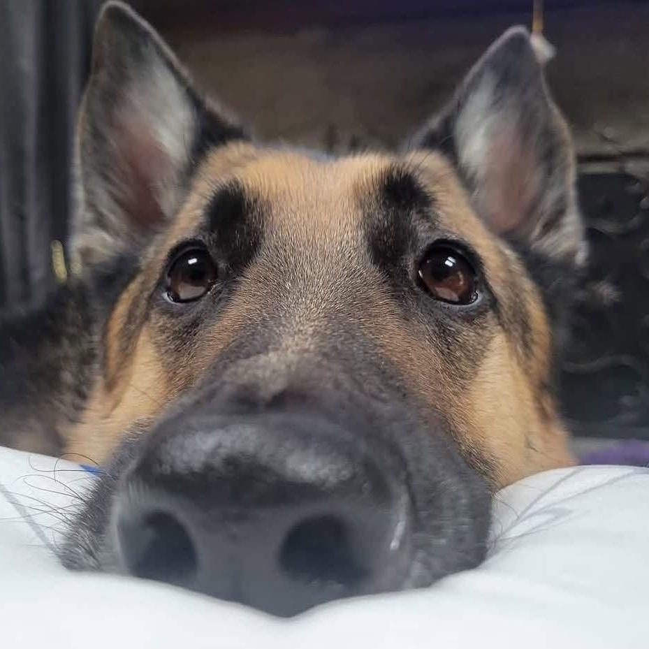 Enlarge Ares, an adopted German Shepherd Dog in Milton, MA image 2/4