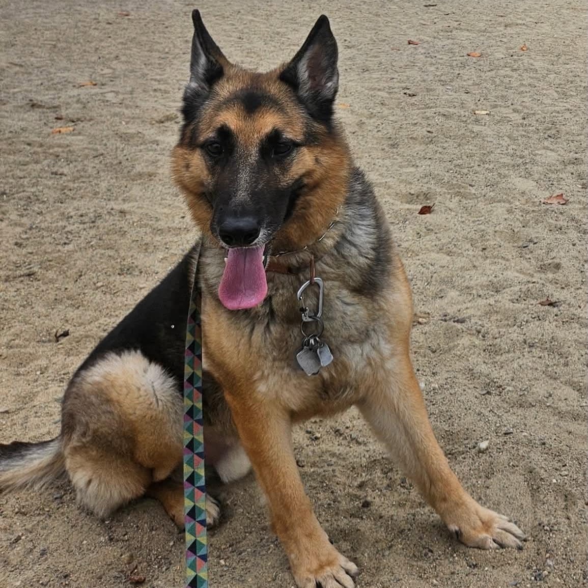 Ares, adopted, Adult Male German Shepherd Dog.