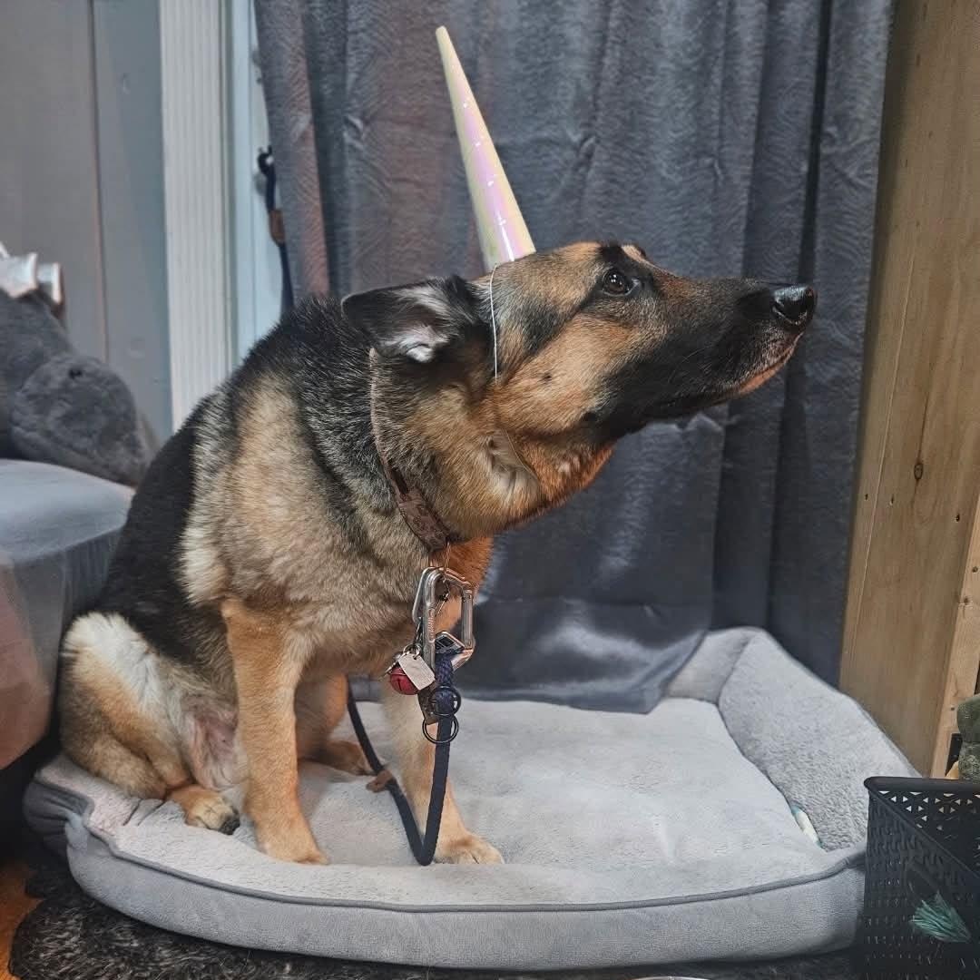 Enlarge Ares, an adopted German Shepherd Dog in Milton, MA image 4/4