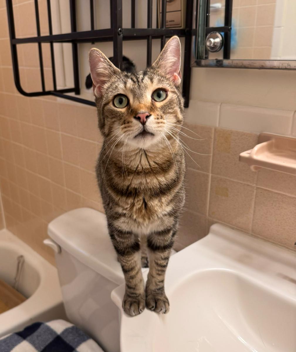 Pacino, ADOPTABLE, Adult Male Domestic Short Hair.