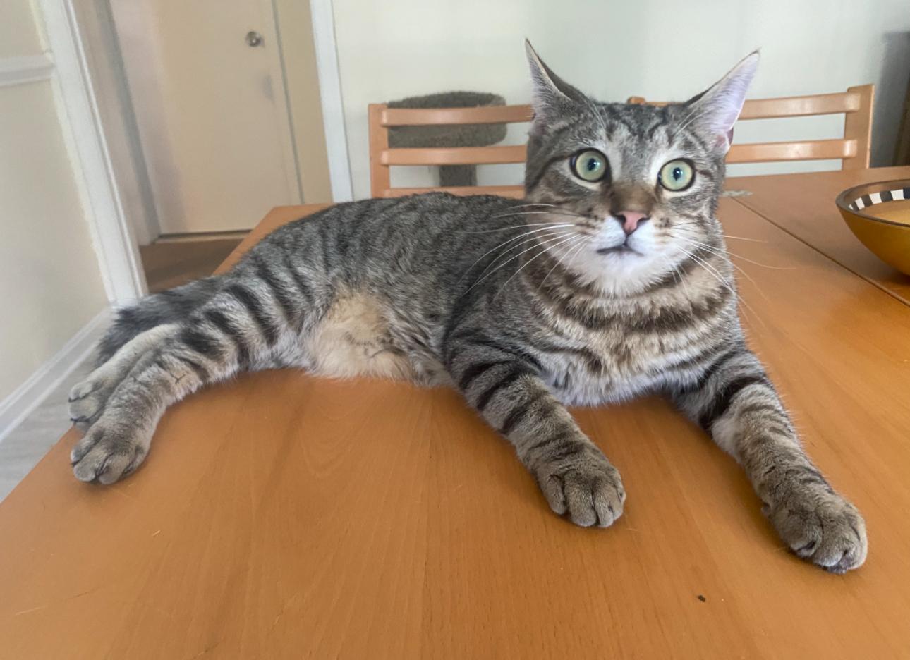 Enlarge Pacino, a ADOPTABLE Domestic Short Hair in Mechanicsville, MD image 2/3