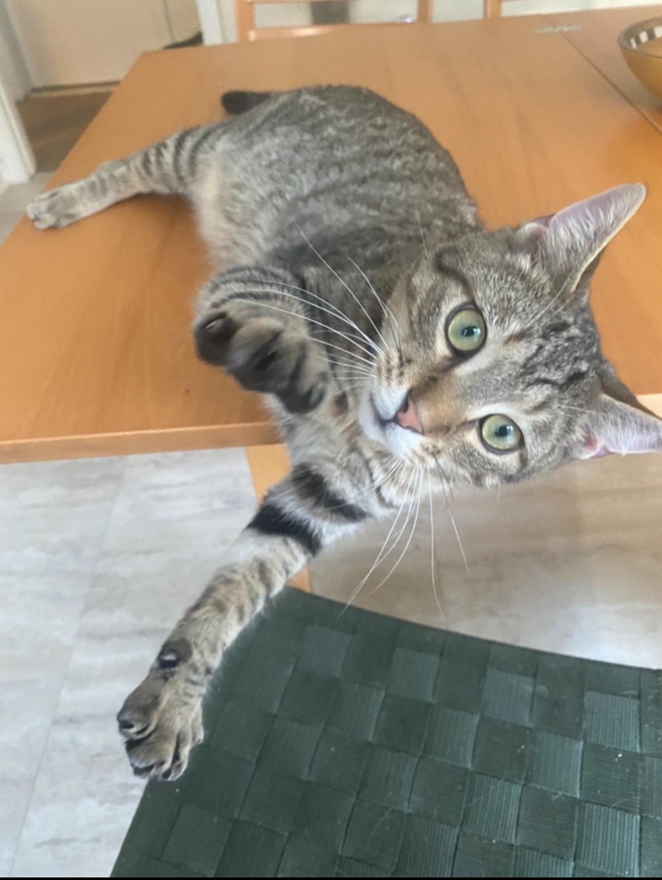 Enlarge Pacino, a ADOPTABLE Domestic Short Hair in Mechanicsville, MD image 3/3