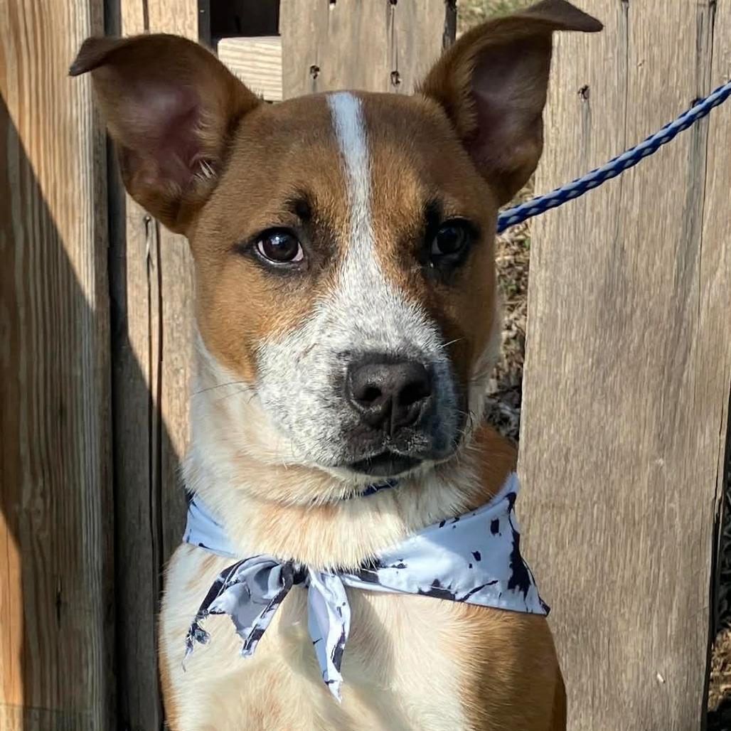 Enlarge Bob, a Adoptable mixed breed in Pulaski, TN image 1/4