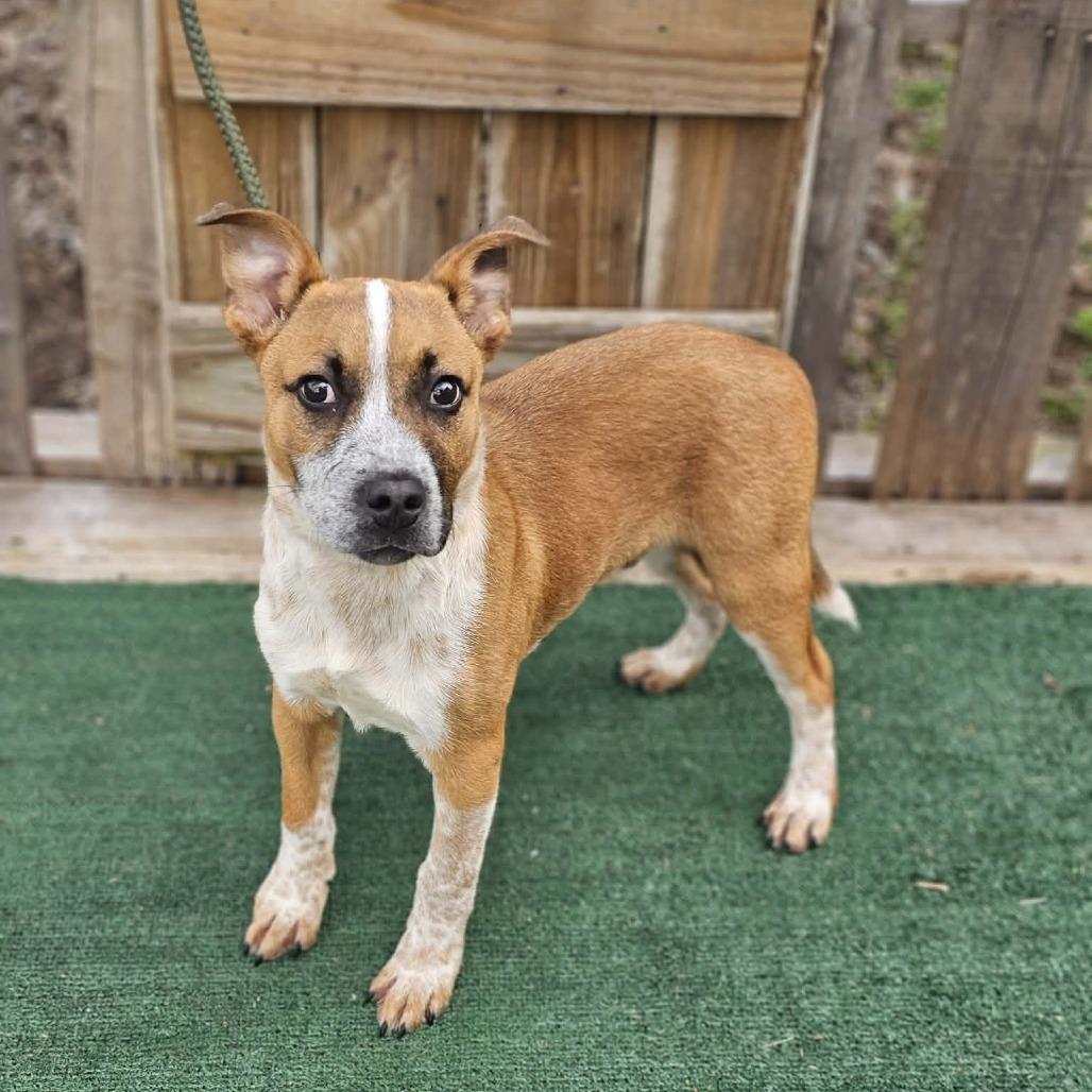 Enlarge Bob, a Adoptable mixed breed in Pulaski, TN image 2/4