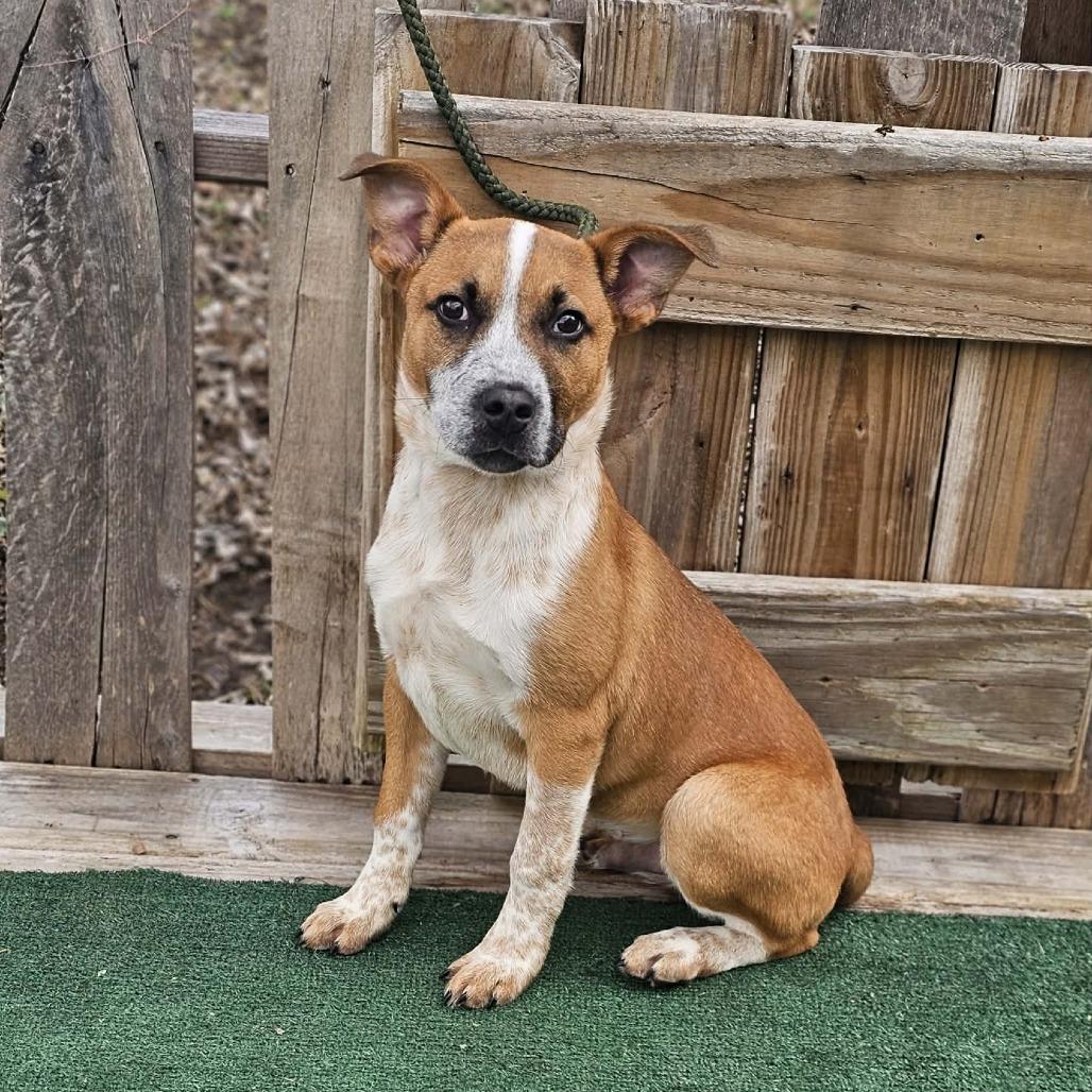 Enlarge Bob, a Adoptable mixed breed in Pulaski, TN image 3/4