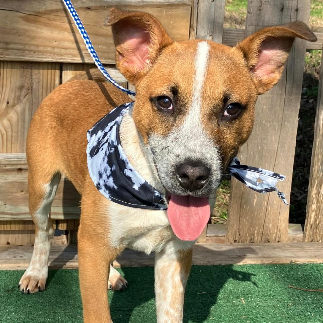Enlarge Bob, a Adoptable mixed breed in Pulaski, TN image 4/4