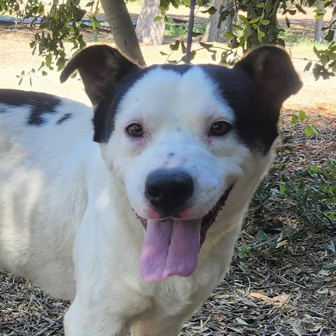 Marshall, ADOPTABLE, Young Male Pit Bull Terrier.