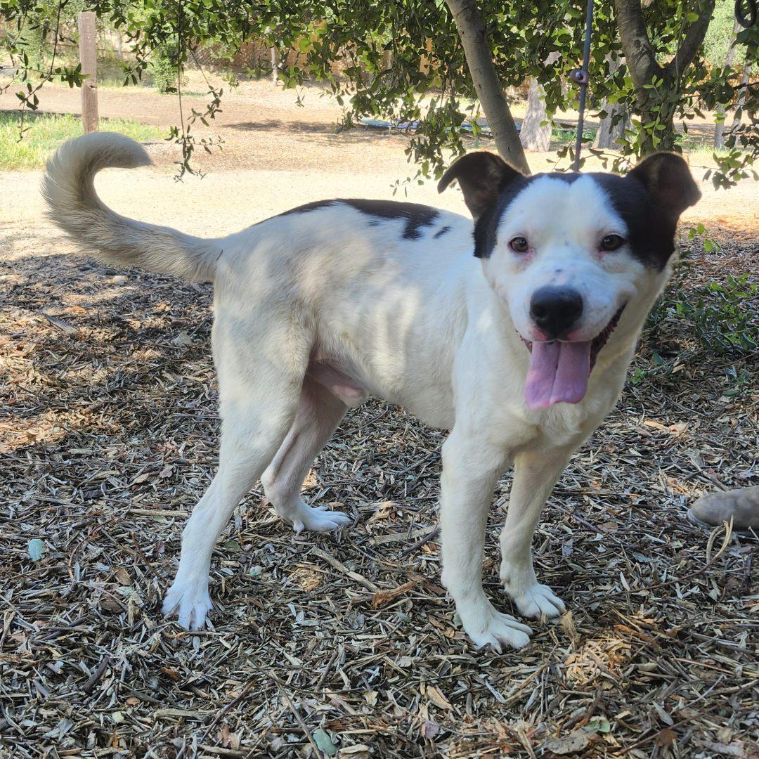 Enlarge Marshall, a ADOPTABLE mixed breed in Burbank, CA image 4/5