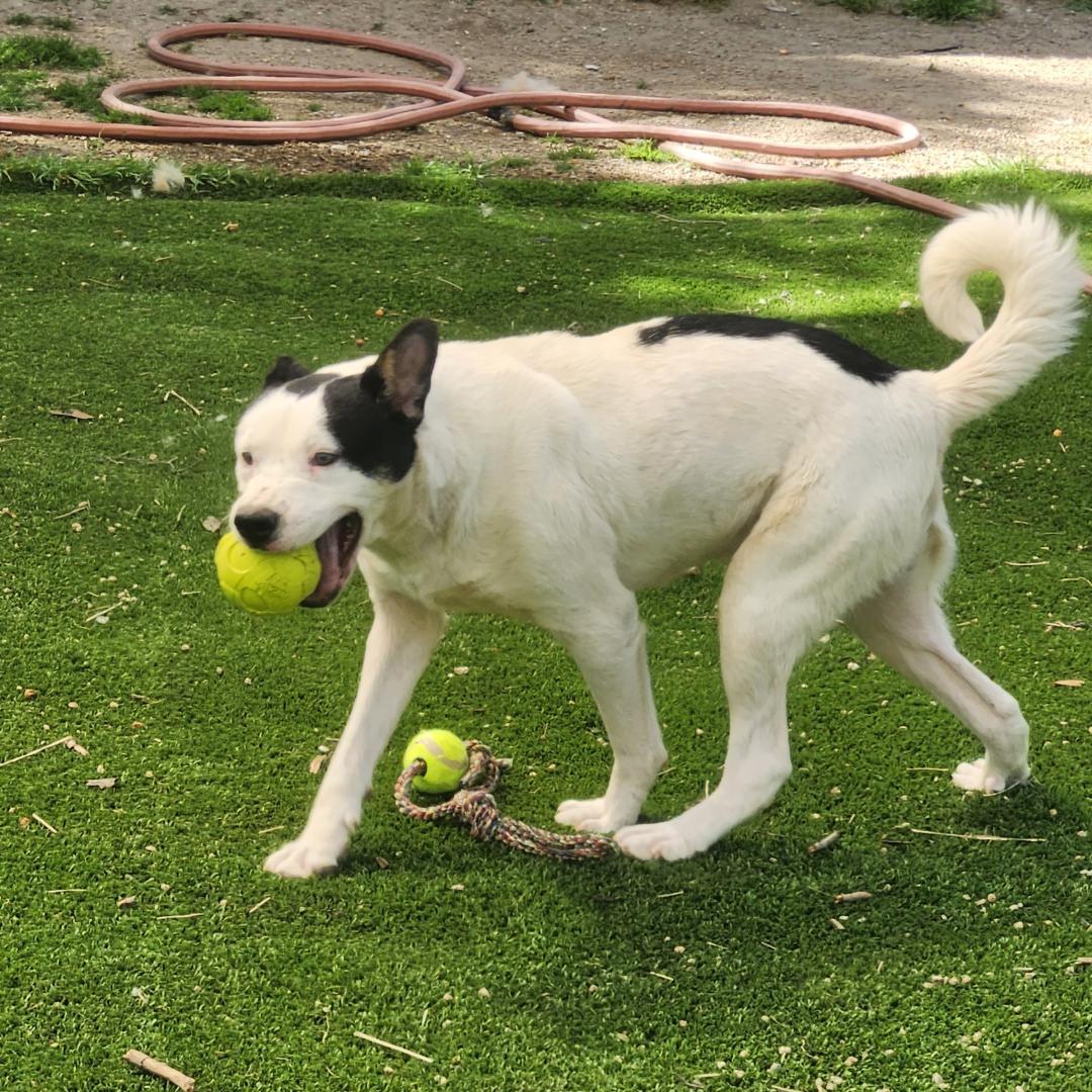 Enlarge Marshall, a ADOPTABLE mixed breed in Burbank, CA image 5/5