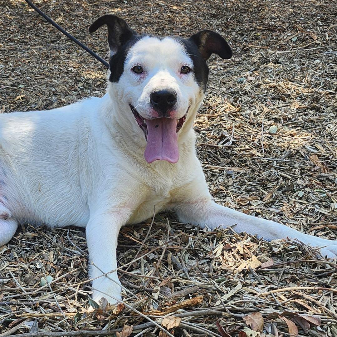 Enlarge Marshall, a ADOPTABLE mixed breed in Burbank, CA image 2/5