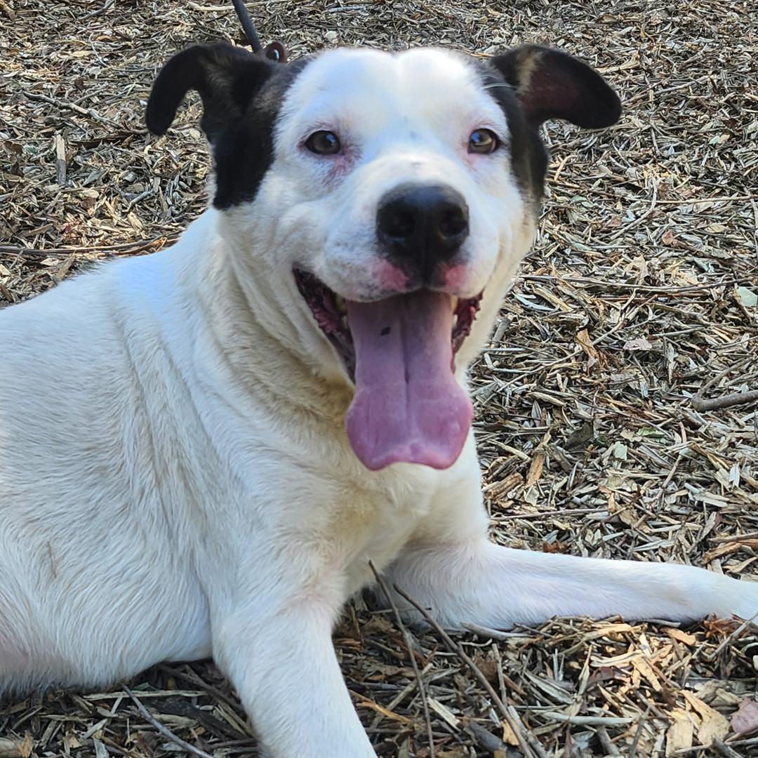 Enlarge Marshall, a ADOPTABLE mixed breed in Burbank, CA image 3/5