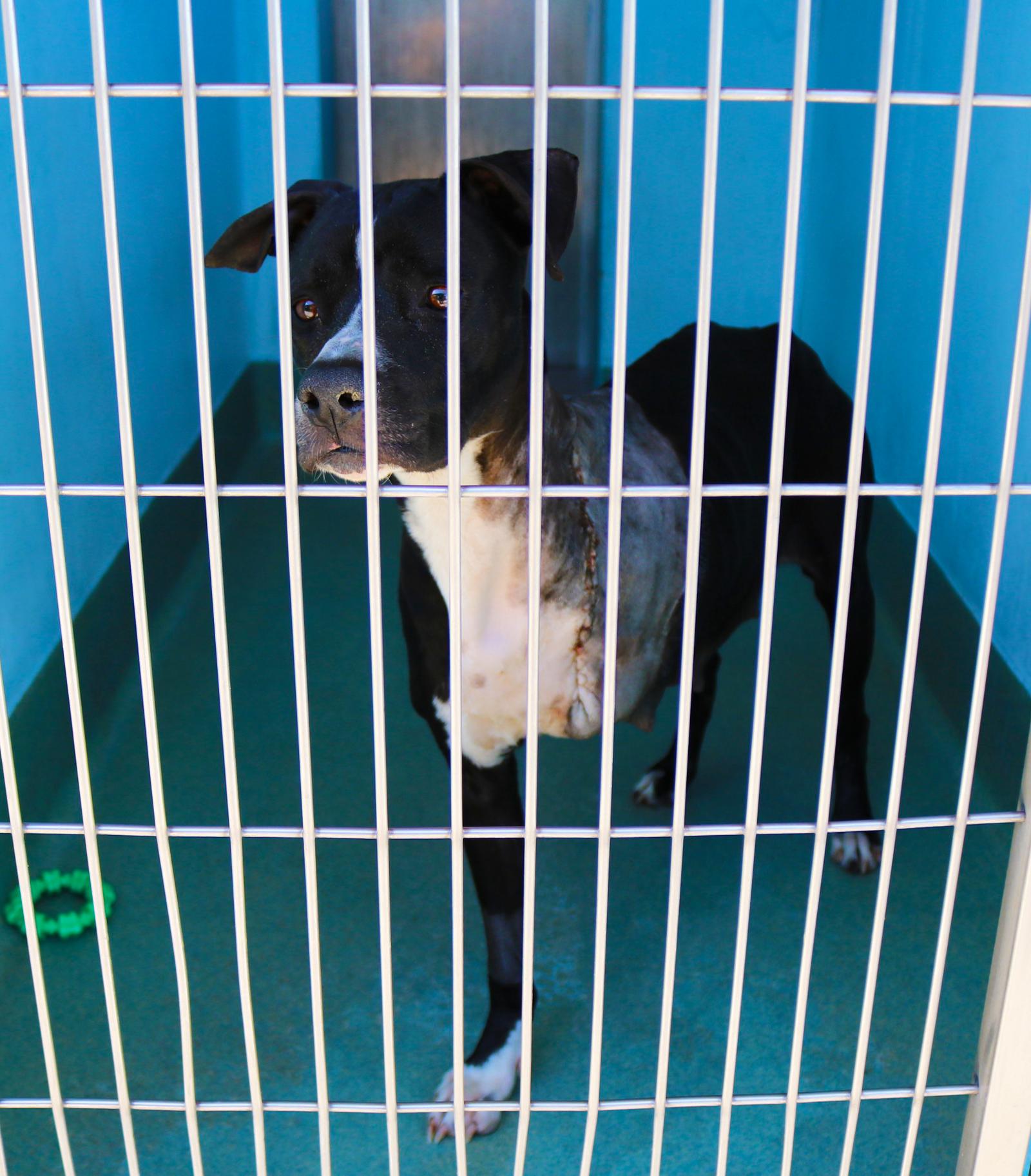 LILY, Adoptable, Adult Female Boxer.